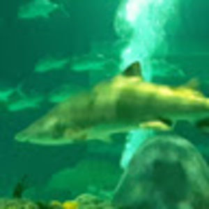 Meet your Posher, Emilio